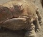  - John Carter - John Carter