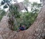  - Volt egyszer egy erdő - Il était une foret