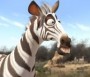  - Khumba - Khumba