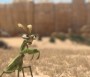  - Khumba - Khumba