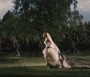  - Melankólia - Melancholia