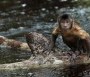 Amazónia - Amazonia