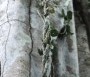  - Volt egyszer egy erdő - Il était une foret