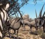  - Khumba - Khumba