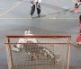 A Budai Jégpálya egyik fő sportja