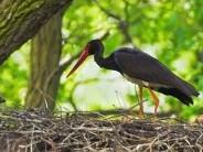 A „Madár Dal Napja” az Agostyáni Arborétumban