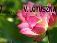 Lótusznapok