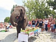 Elefántok strandolnak a Balaton partján