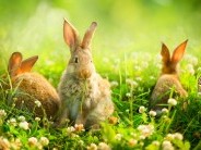 Húsvéti Nyuszikeresés a Vasúttörténeti Parkban