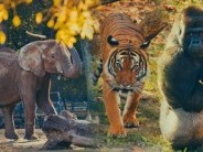 Afrika élővilágának bemutatása Nyíregyházán a Sóstó Zoo-ban