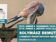 Solymászbemutató