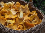 Bükkszentkereszti Gombanapok