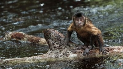   - Amazónia - Amazonia